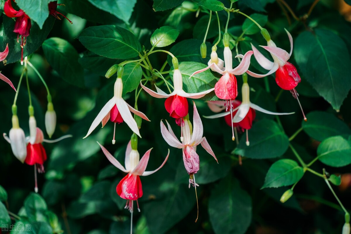 分享惊艳的图片,分享图片唯美翠竹