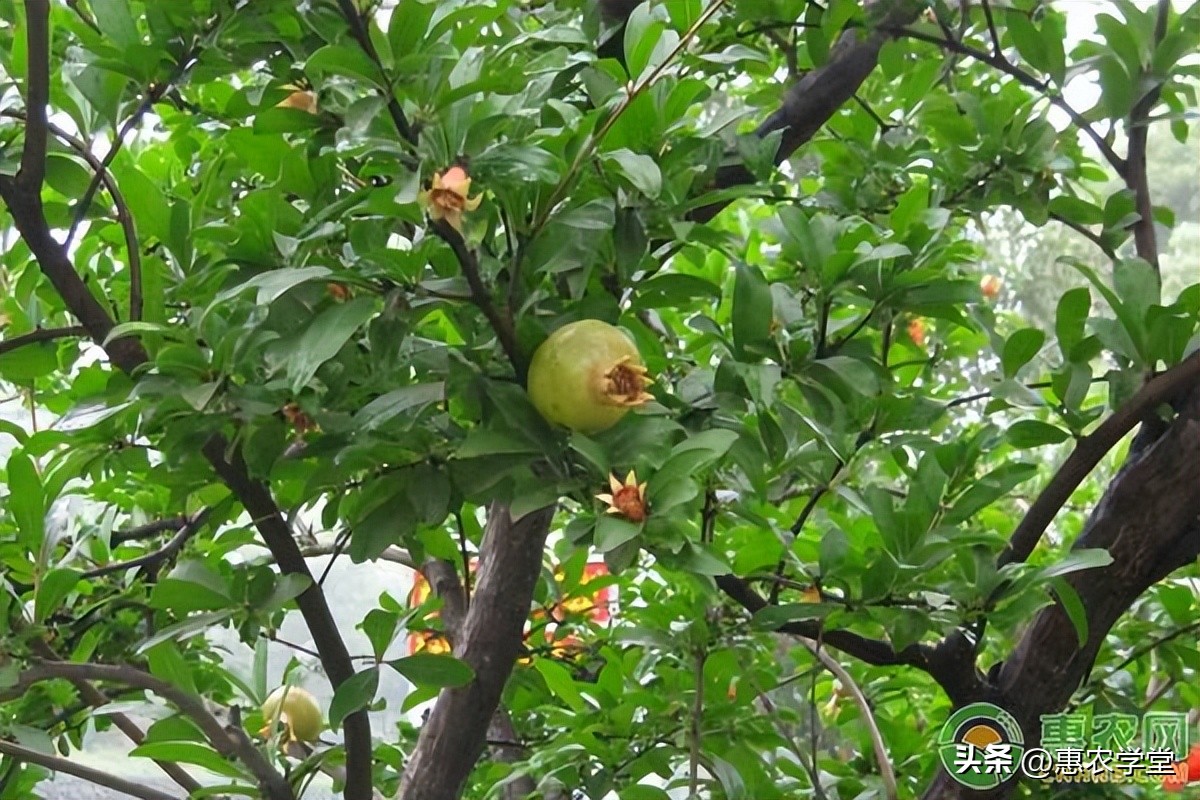 桃树绿盲蝽的危害和用药,石榴绿盲蝽