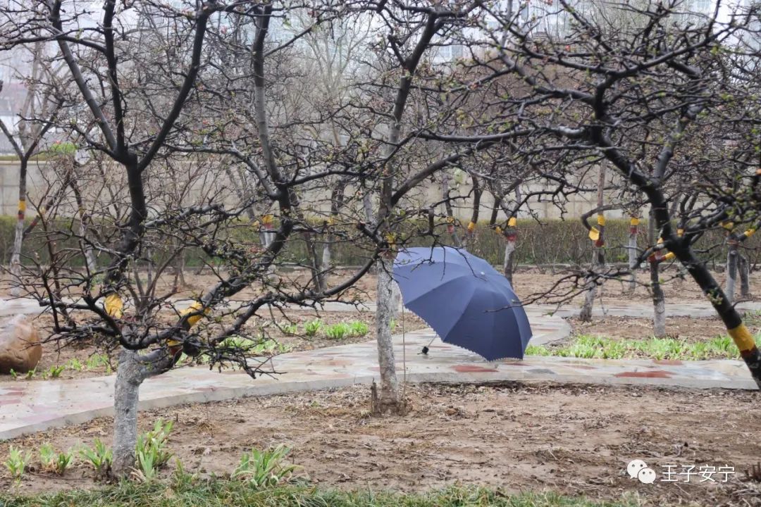 微雨,花语,嫣然风情