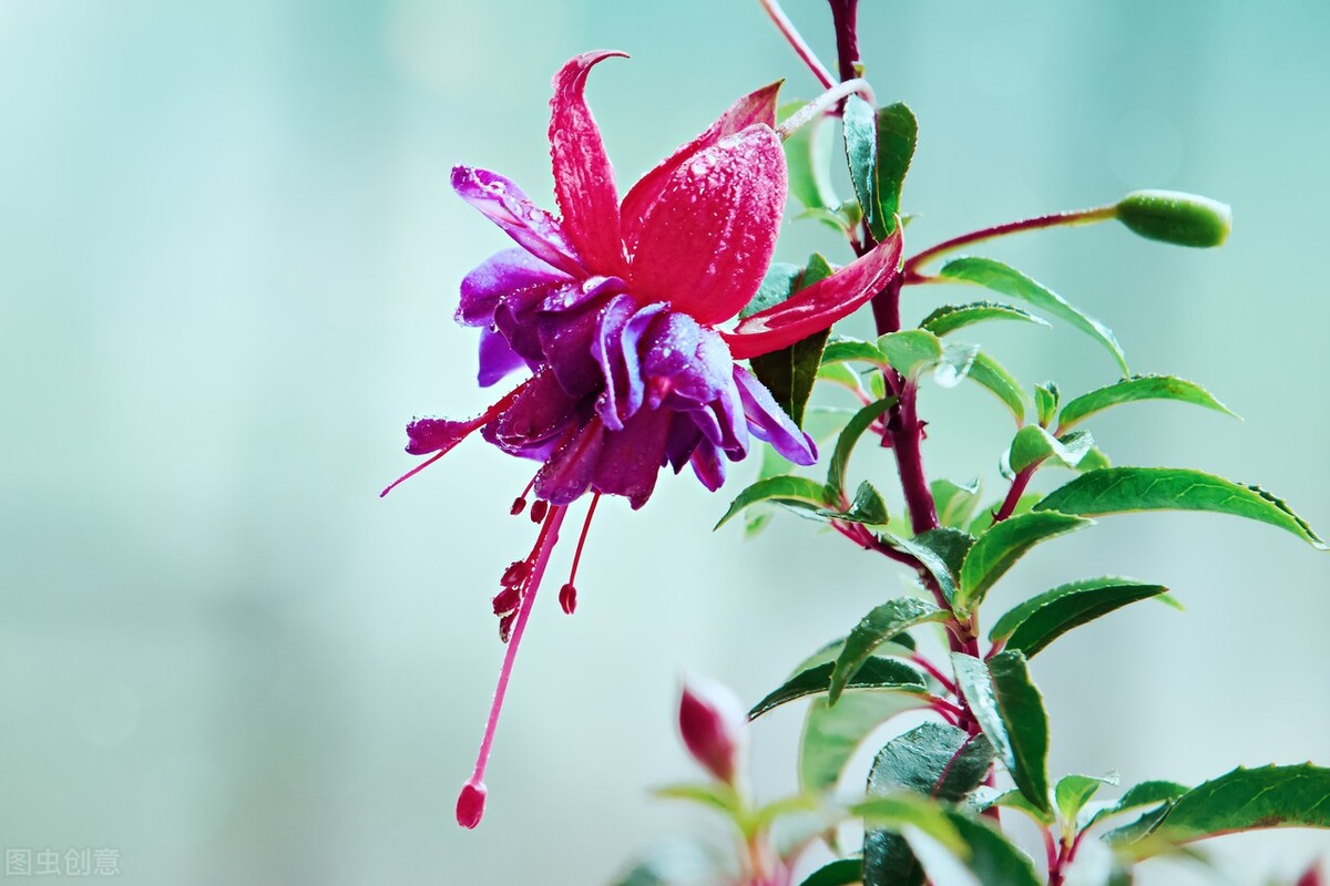 分享惊艳的图片,分享图片唯美翠竹