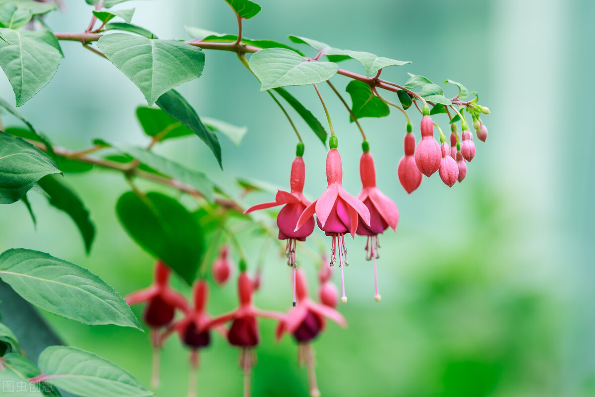 分享惊艳的图片,分享图片唯美翠竹