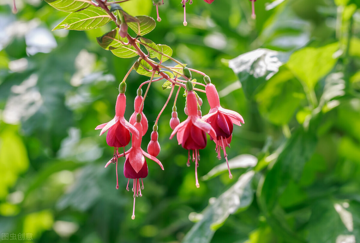 分享惊艳的图片,分享图片唯美翠竹