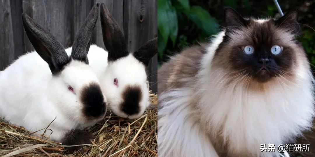 猫咪有哪些品种及名称图片,猫咪有多少品种和名字