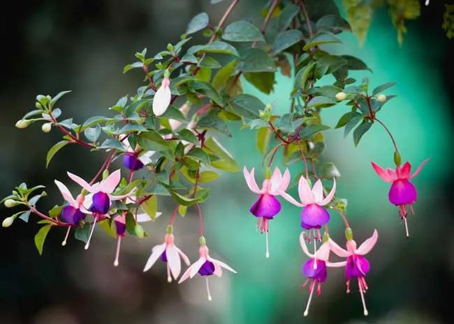 分享惊艳的图片,分享图片唯美翠竹