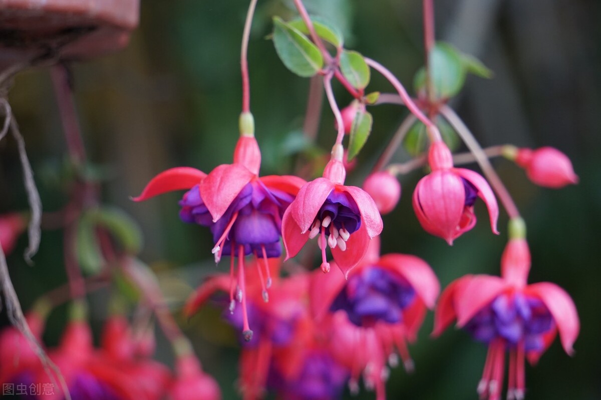 分享惊艳的图片,分享图片唯美翠竹