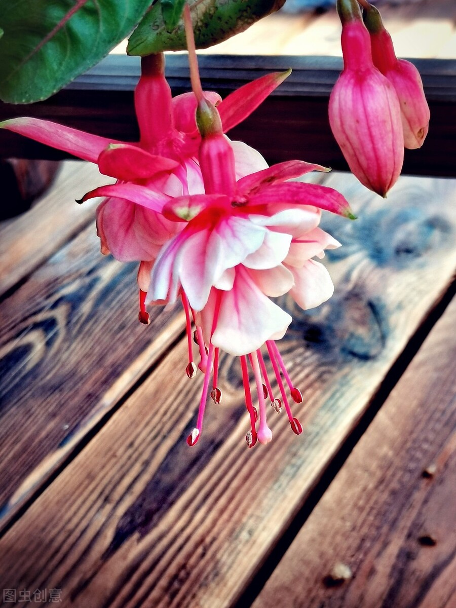 分享惊艳的图片,分享图片唯美翠竹