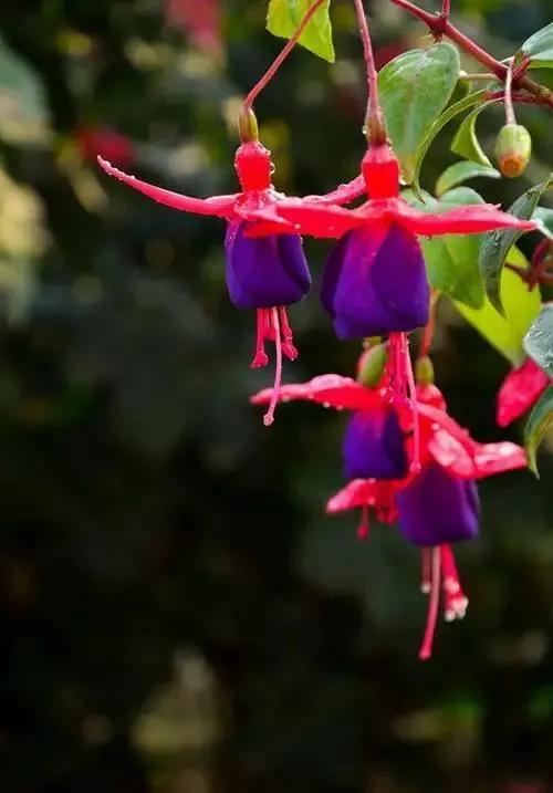 分享惊艳的图片,分享图片唯美翠竹