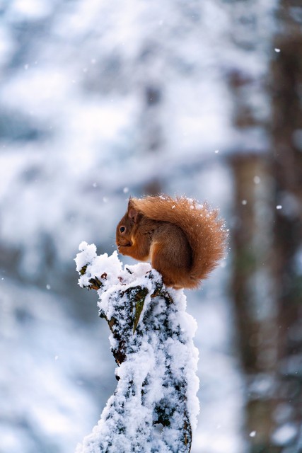 苏格兰男人穿短裙子,苏格兰男人为什么穿着短裙