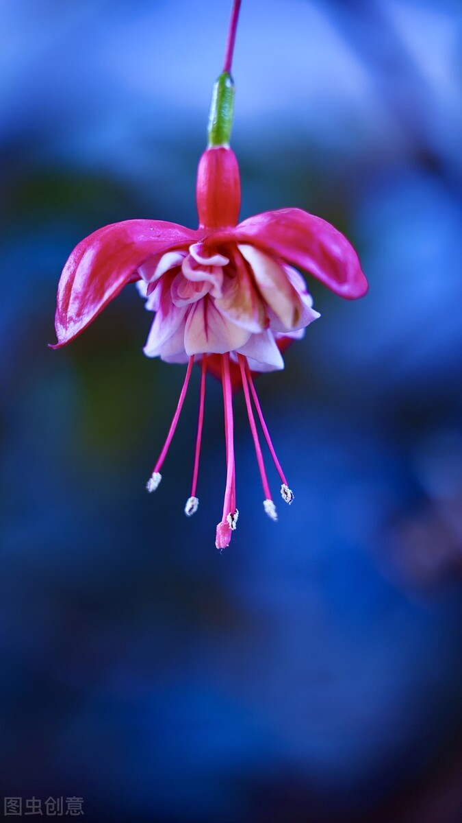 分享惊艳的图片,分享图片唯美翠竹
