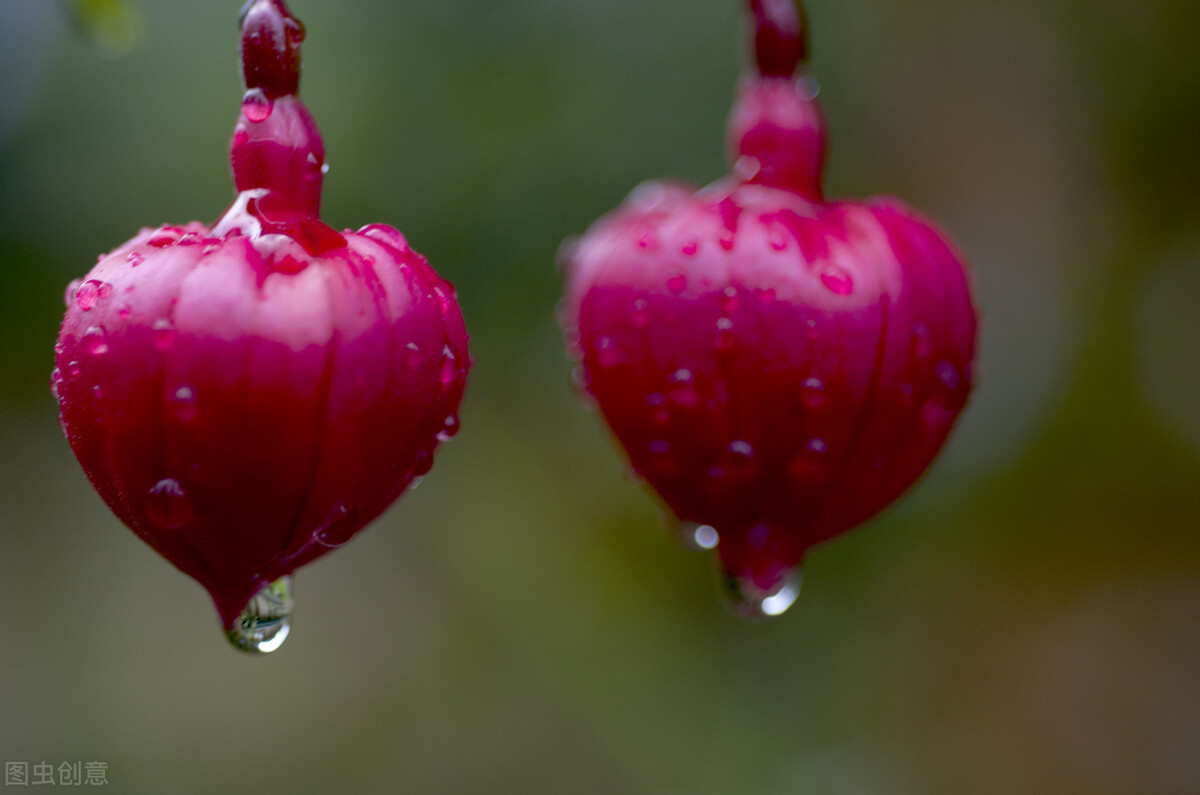分享惊艳的图片,分享图片唯美翠竹