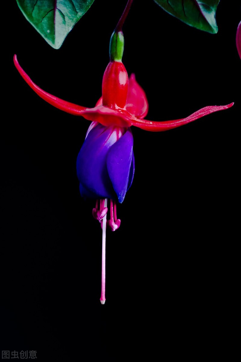 分享惊艳的图片,分享图片唯美翠竹