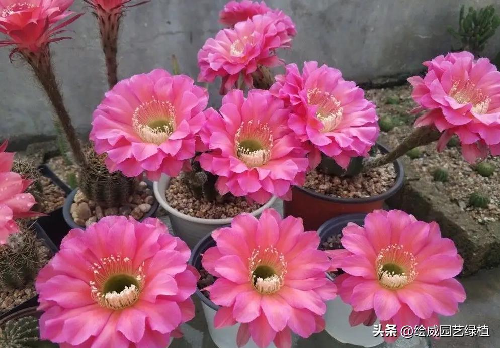 仙人球彩草品种大全,仙人球界的仙女