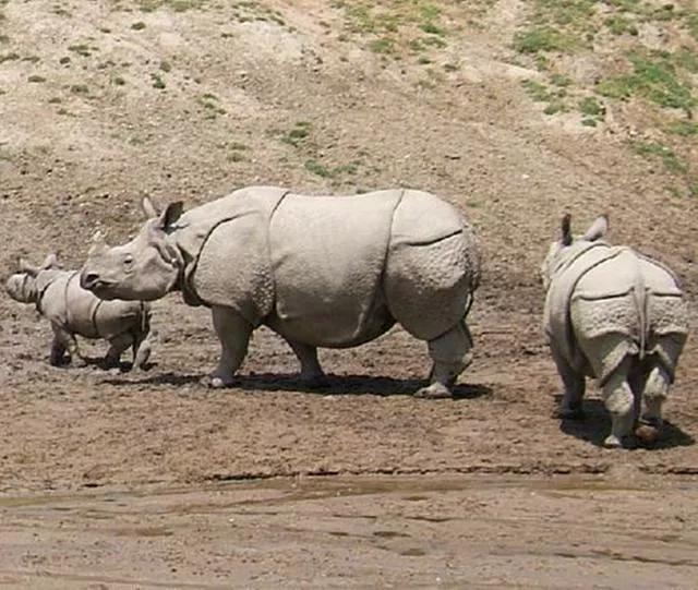 历史上力气最大的五个神人,历史上最强的大力士