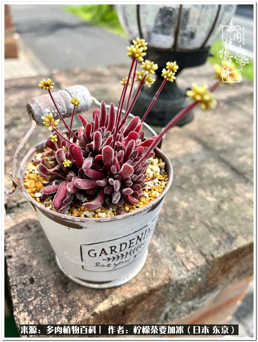 多肉阳台党的最高境界,阳台多肉党的快乐