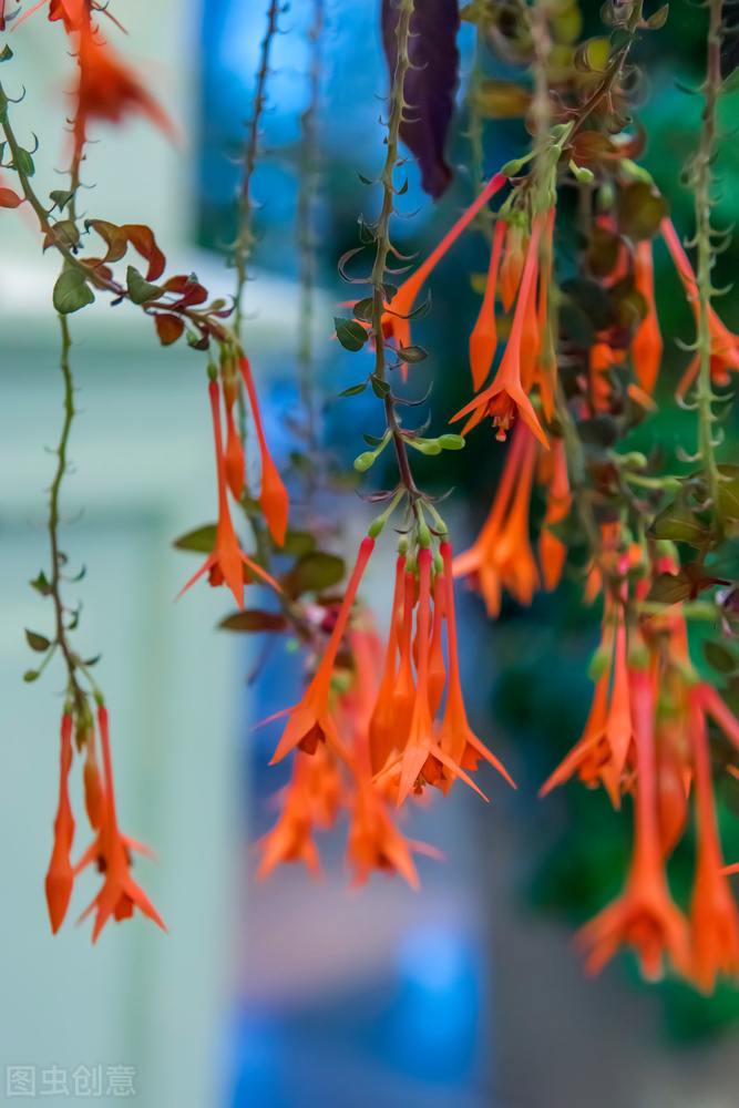 分享惊艳的图片,分享图片唯美翠竹