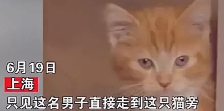 男子故意将小猫一脚踩死报警,男子将小猫踩死后续抓到了吗