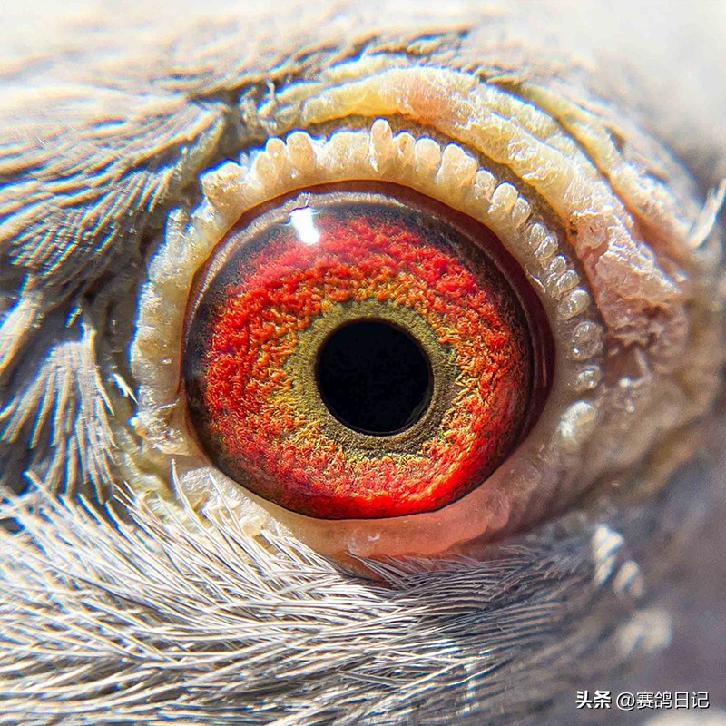 维多利亚公棚,维多利亚瀑布公棚参赛费