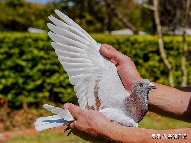 维多利亚公棚,维多利亚瀑布公棚参赛费