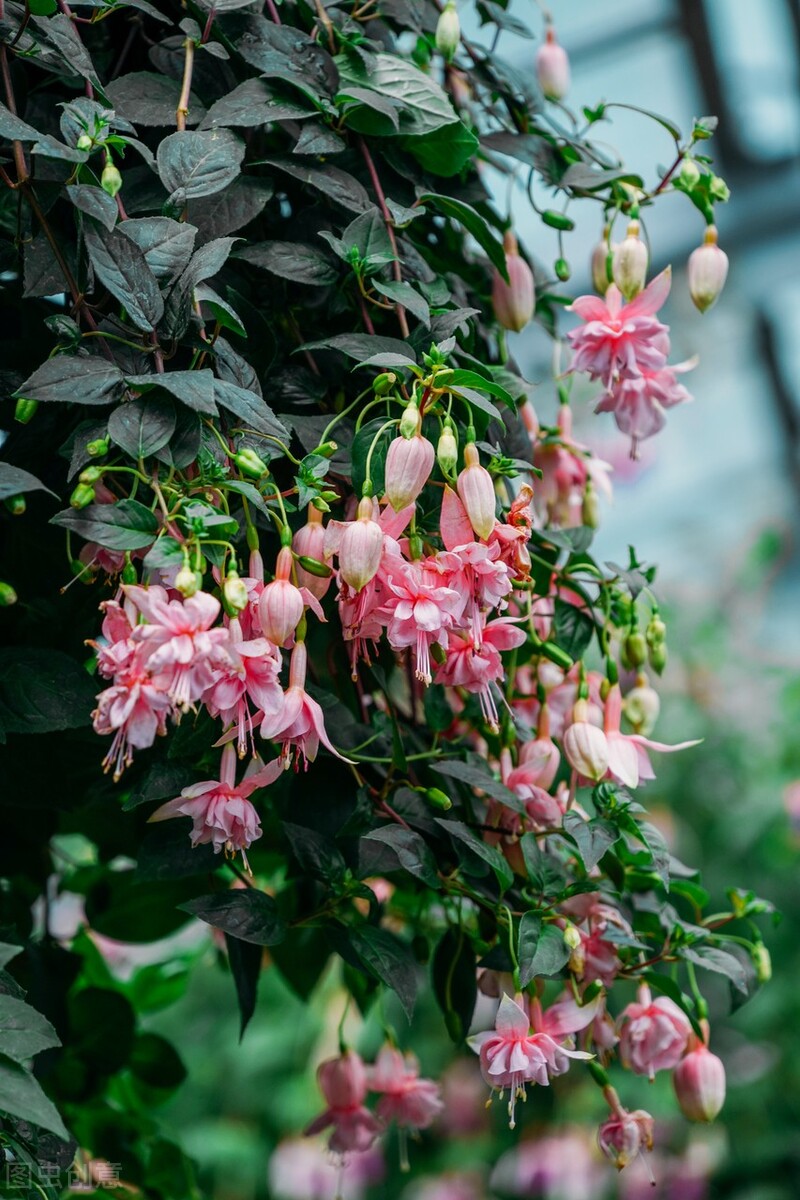 分享惊艳的图片,分享图片唯美翠竹