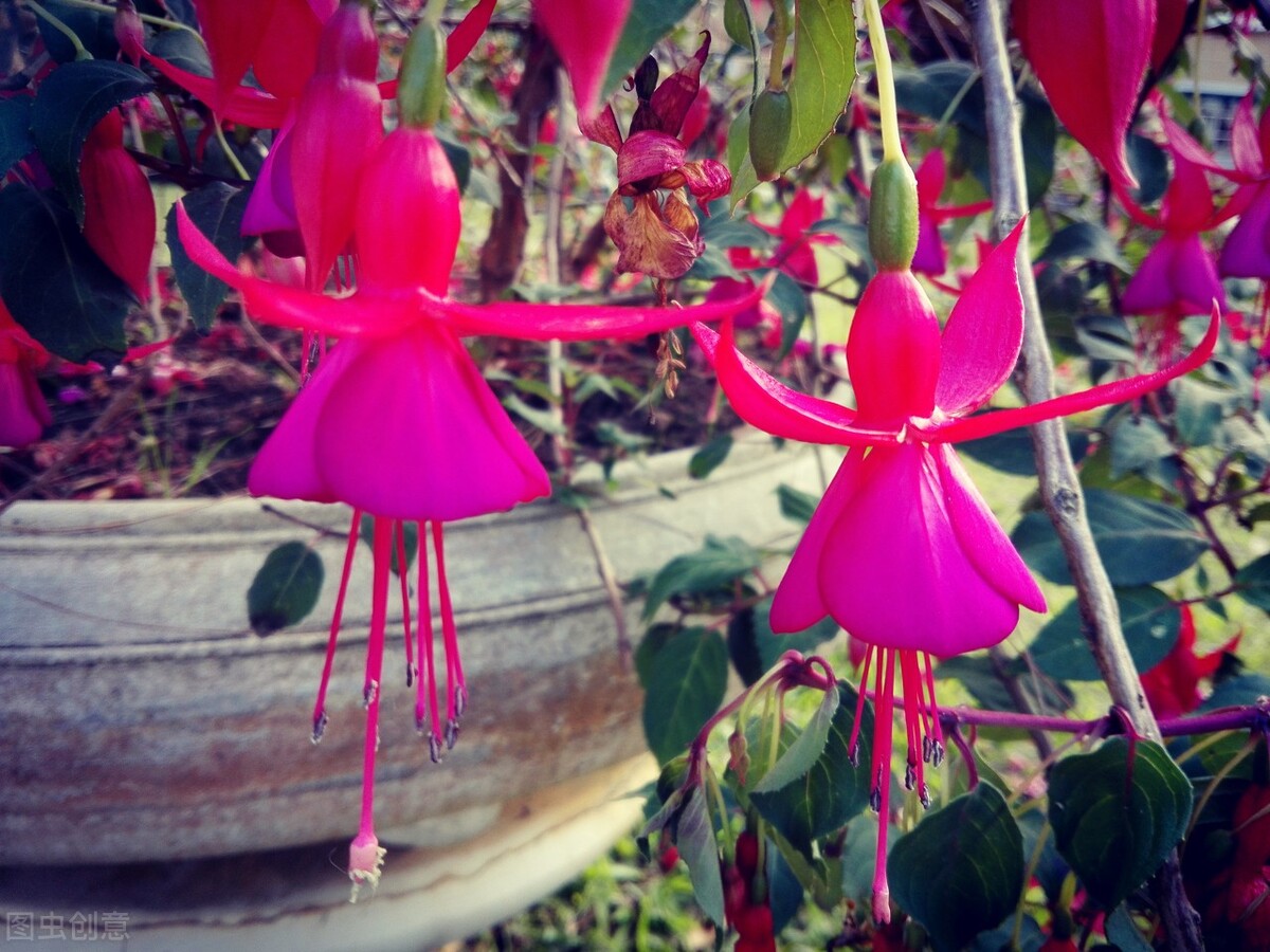 分享惊艳的图片,分享图片唯美翠竹