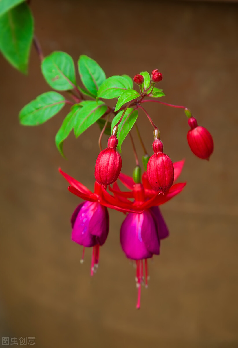 分享惊艳的图片,分享图片唯美翠竹