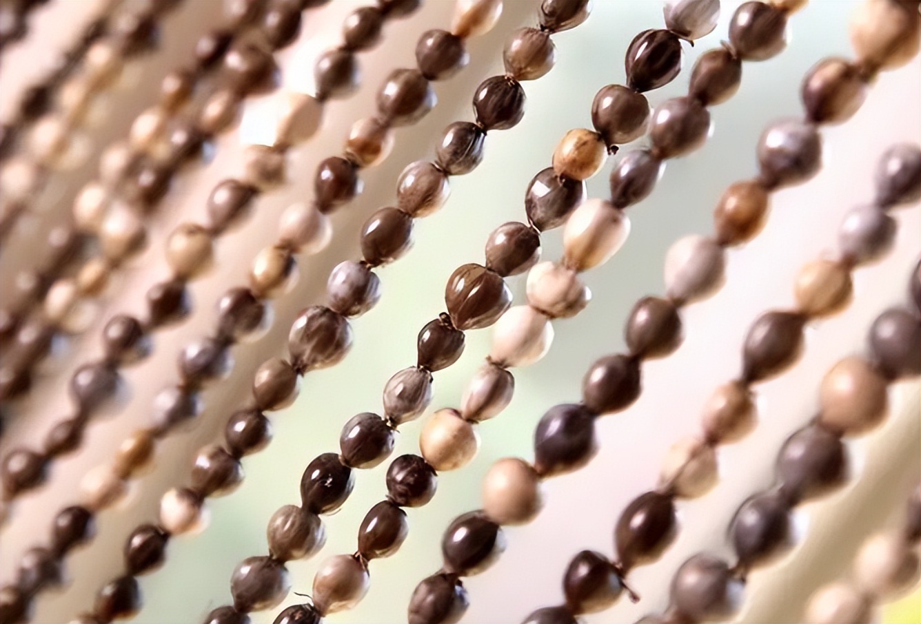 传说中会吸血的珠子,吸血珠有什么作用