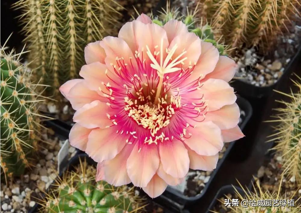 仙人球彩草品种大全,仙人球界的仙女