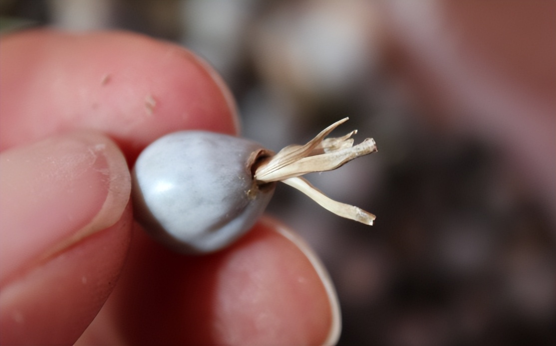 传说中会吸血的珠子,吸血珠有什么作用