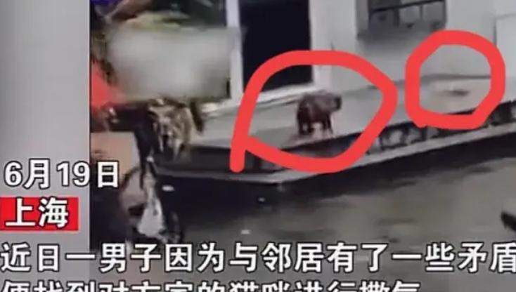 男子故意将小猫一脚踩死报警,男子将小猫踩死后续抓到了吗