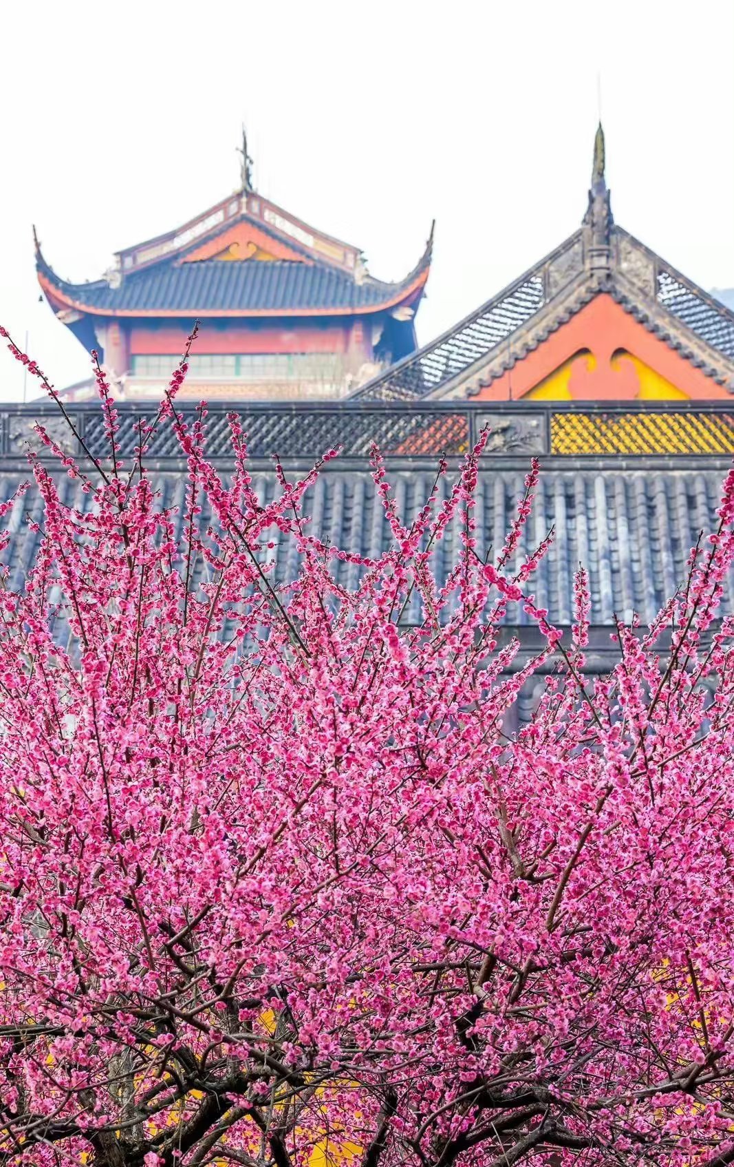 三月，赠流年一枝春，余生安然静好