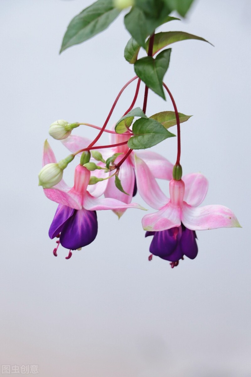 分享惊艳的图片,分享图片唯美翠竹