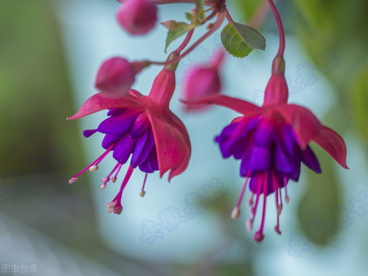 分享惊艳的图片,分享图片唯美翠竹