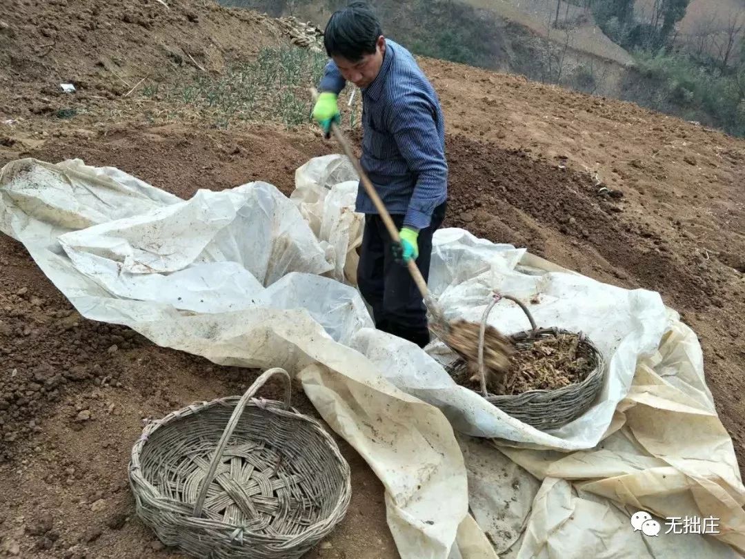 镇安县酿酒文化介绍,镇安古法酿酒