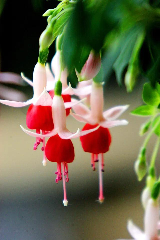 分享惊艳的图片,分享图片唯美翠竹