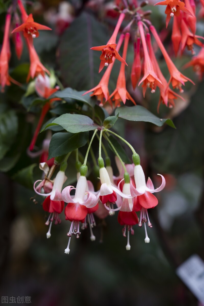 分享惊艳的图片,分享图片唯美翠竹