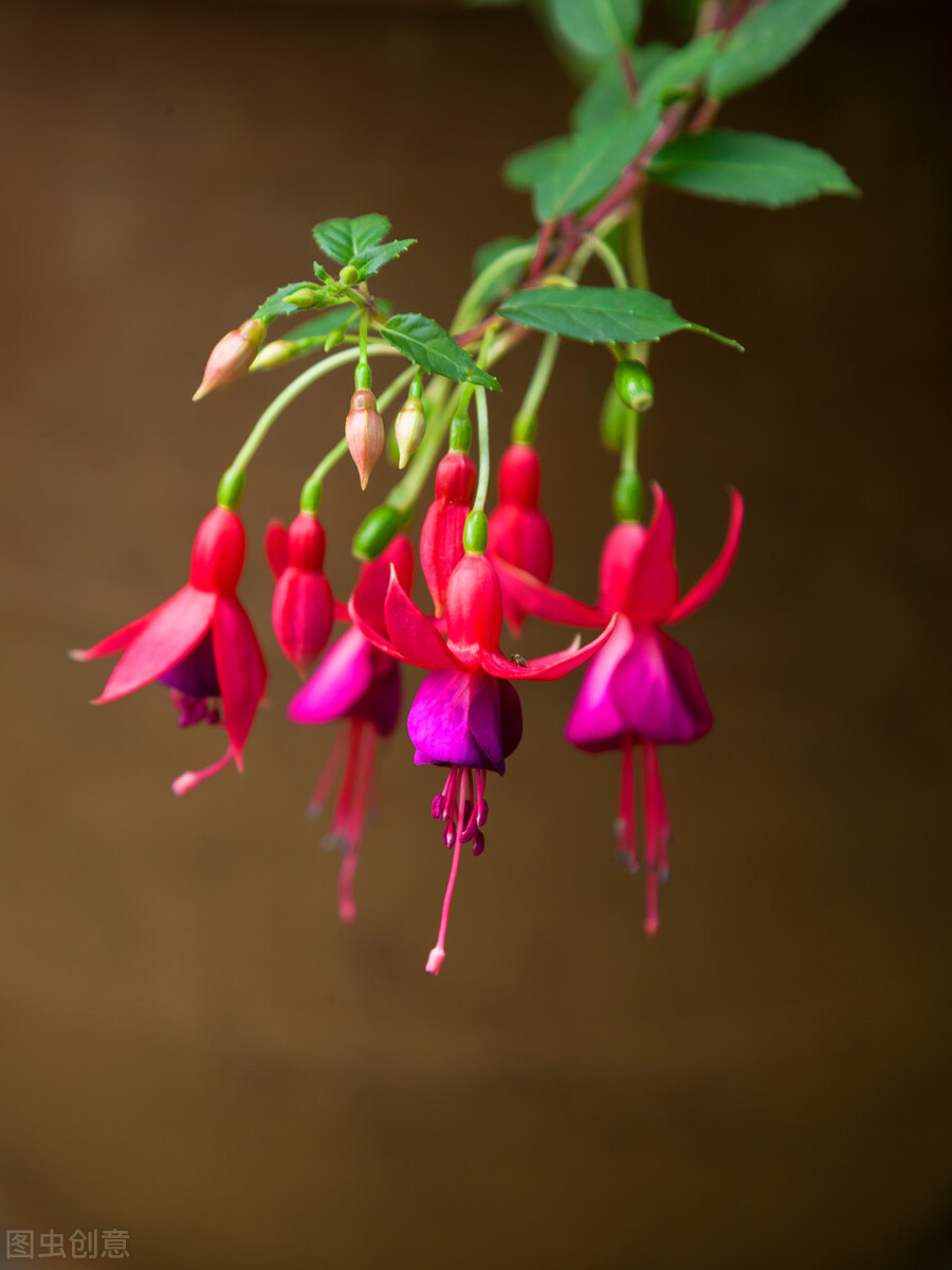 分享惊艳的图片,分享图片唯美翠竹