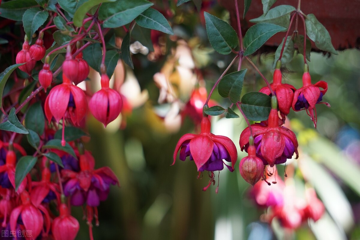分享惊艳的图片,分享图片唯美翠竹