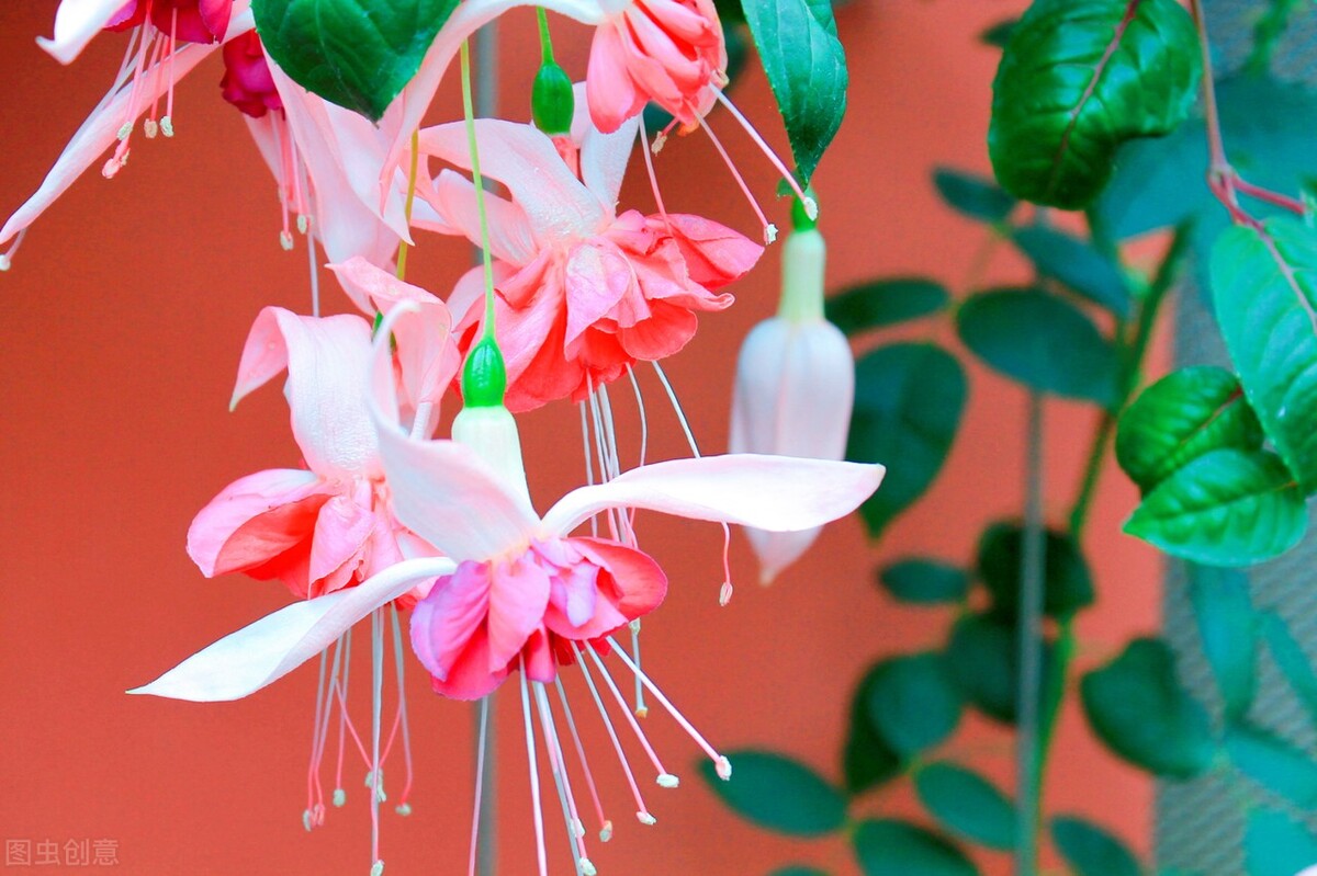 分享惊艳的图片,分享图片唯美翠竹