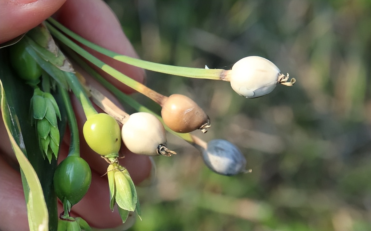 传说中会吸血的珠子,吸血珠有什么作用