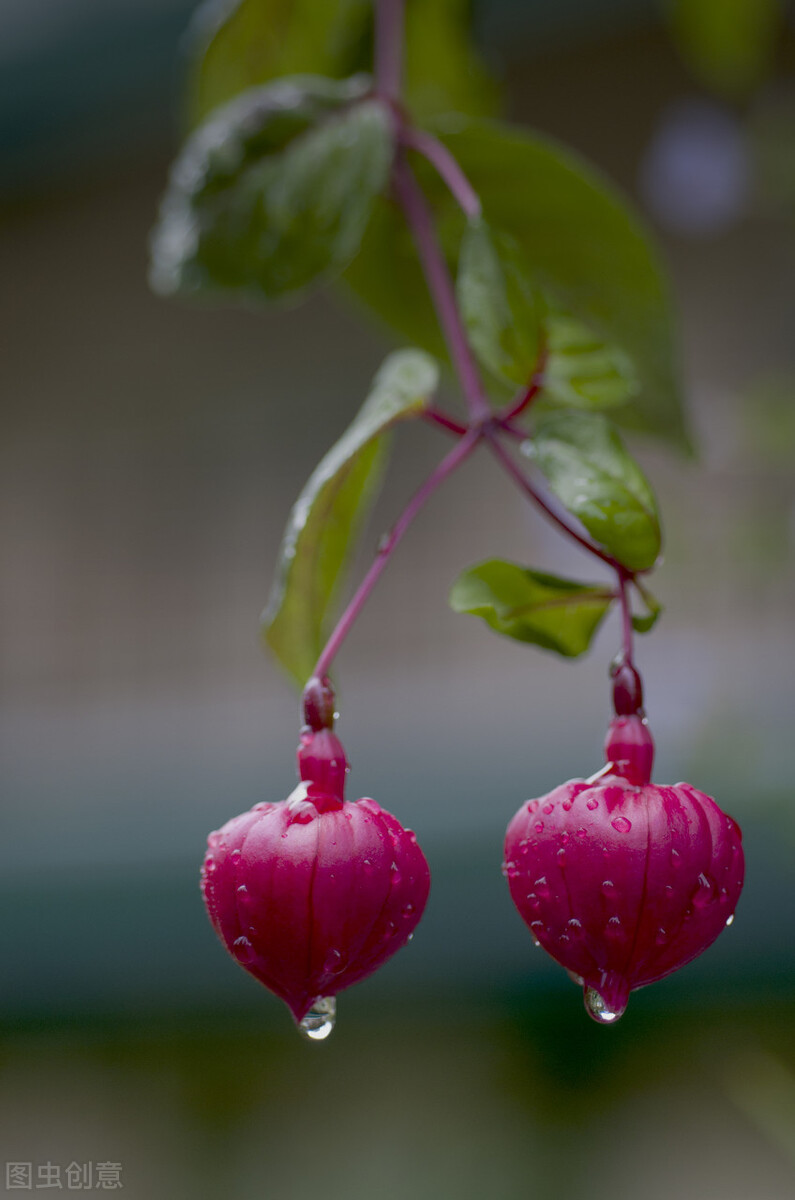 分享惊艳的图片,分享图片唯美翠竹