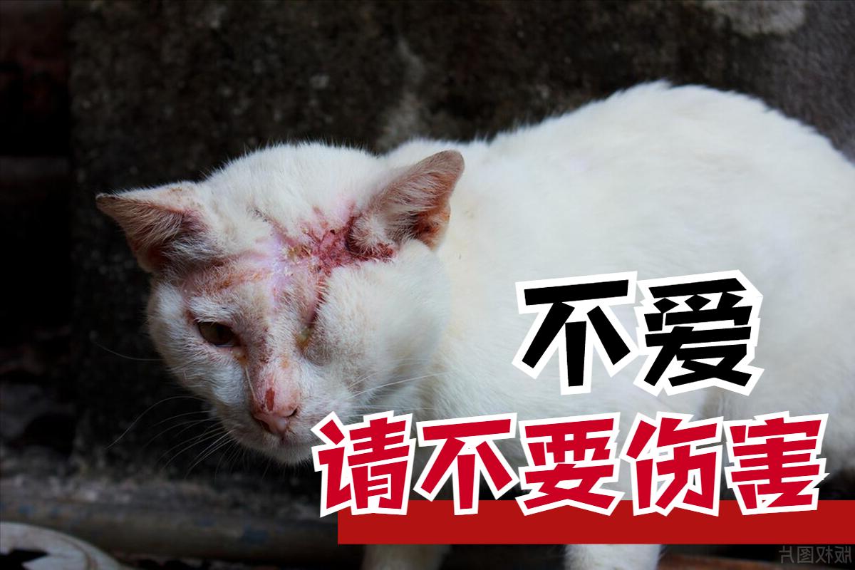 男子故意将小猫一脚踩死报警,男子将小猫踩死后续抓到了吗