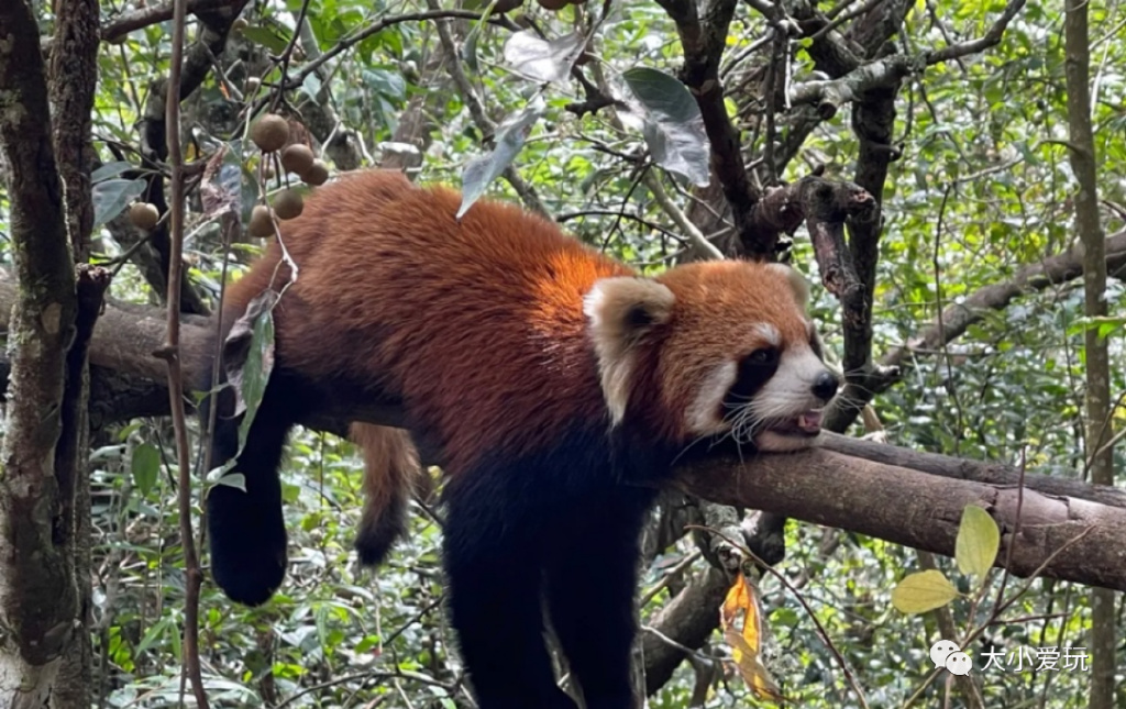 盘点从北到南带娃欢度的小众地！海边、沙漠、喂熊猫、看火箭…