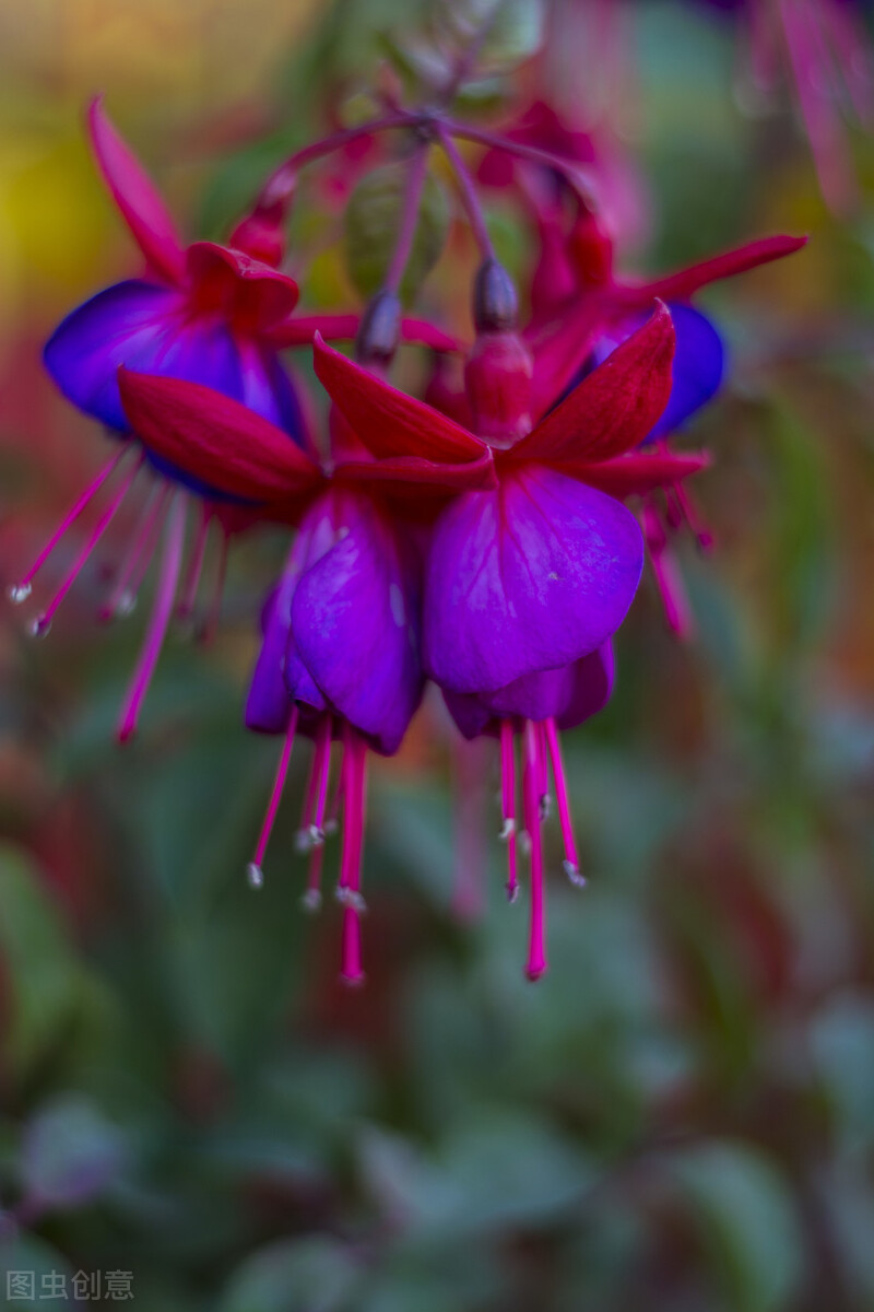 分享惊艳的图片,分享图片唯美翠竹
