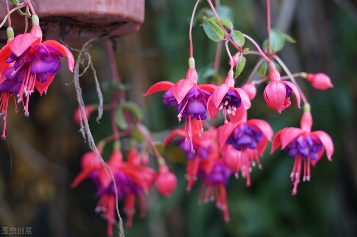 分享惊艳的图片,分享图片唯美翠竹