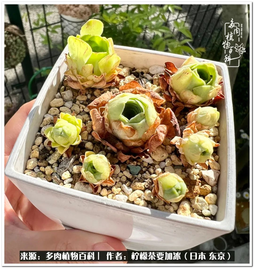 多肉阳台党的最高境界,阳台多肉党的快乐