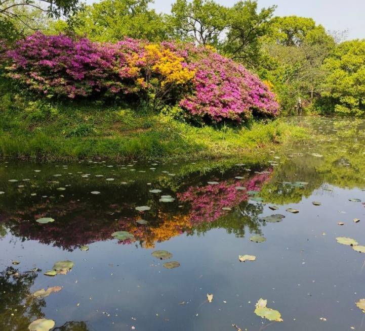 杭州西湖旅游荷花开了没,杭州赏荷哪里最佳