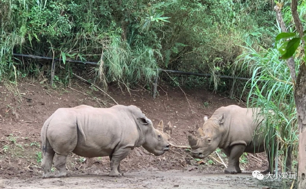 盘点从北到南带娃欢度的小众地！海边、沙漠、喂熊猫、看火箭…