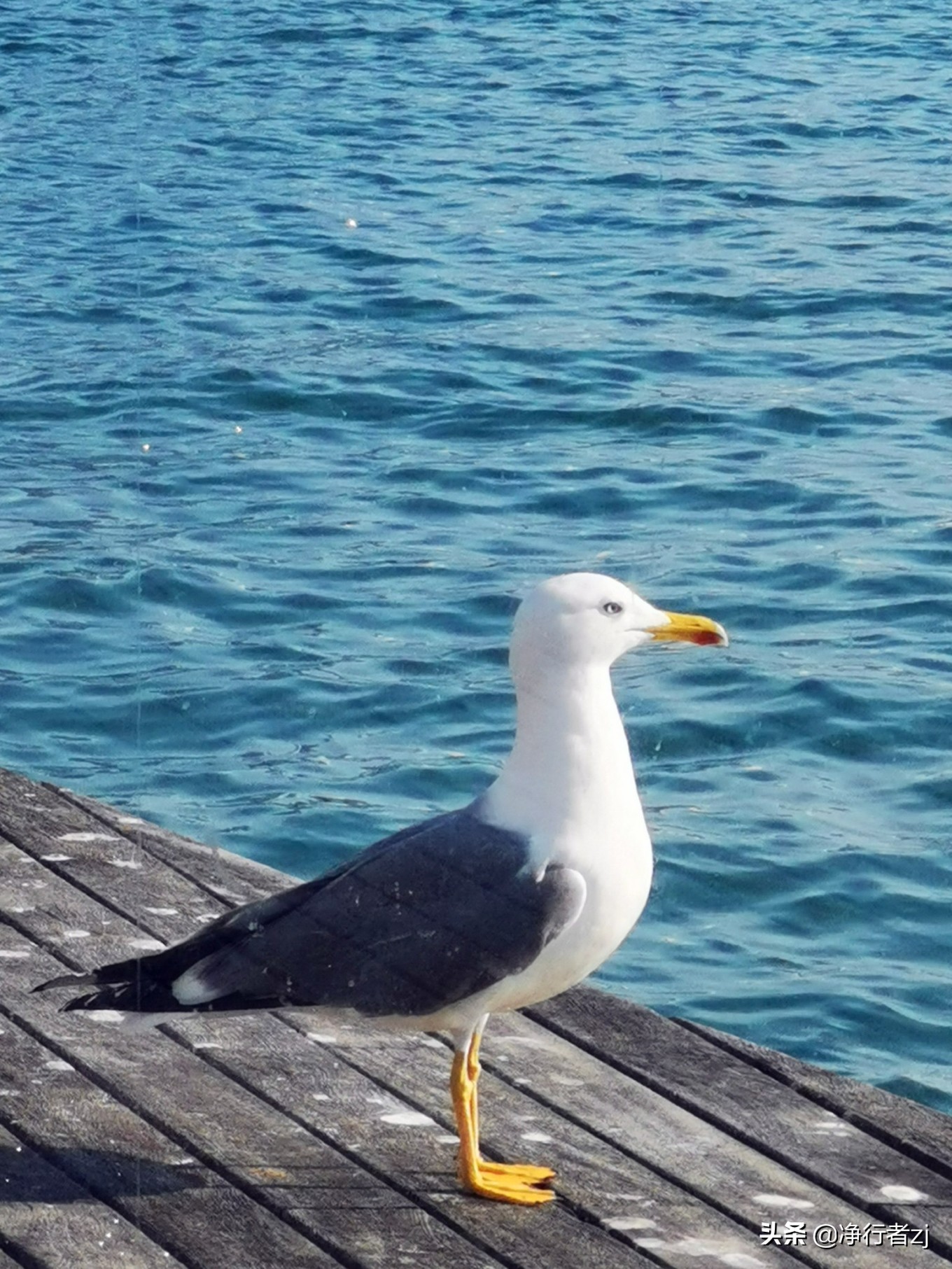 冬日暖阳拔“牙”记(34)巴塞罗那:高迪打造的欧洲之花(上)