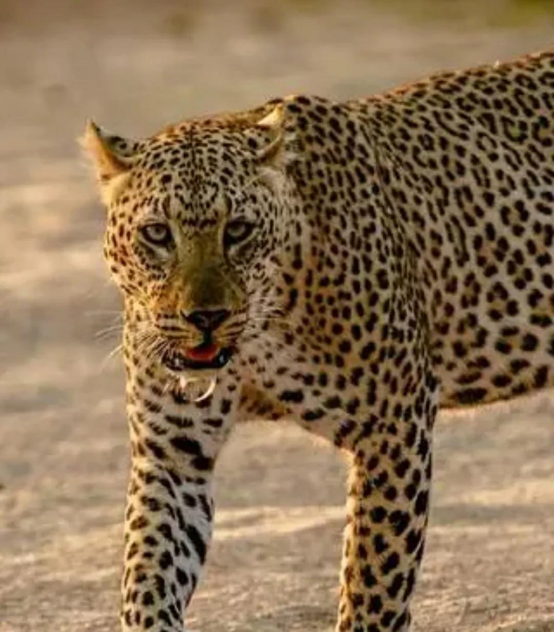 历史上力气最大的五个神人,历史上最强的大力士