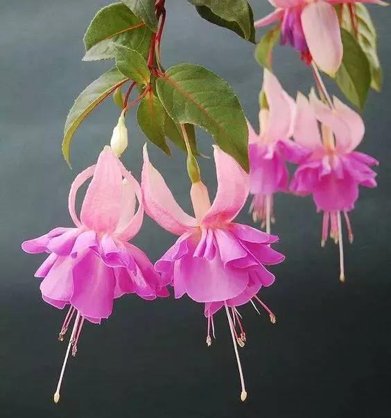 分享惊艳的图片,分享图片唯美翠竹